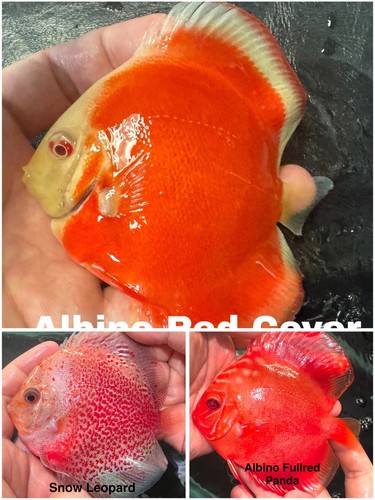 Pack live discus - of, fish