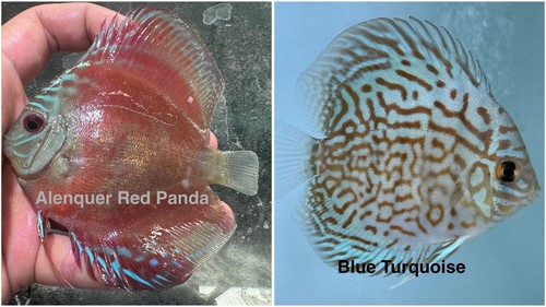 Pack discus fish - fish, 3.75"