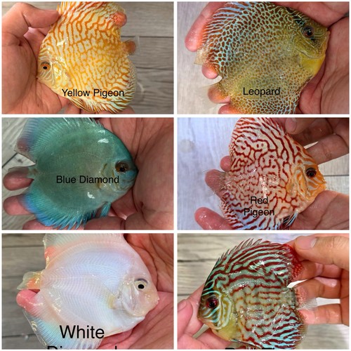 Pack 4 live - pack, 3.5”-