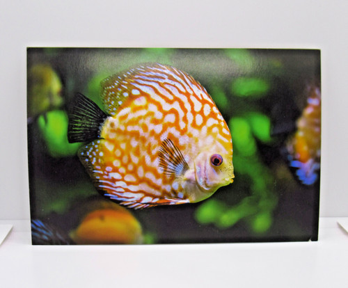 Colorful discus fish aquarium - colorful,