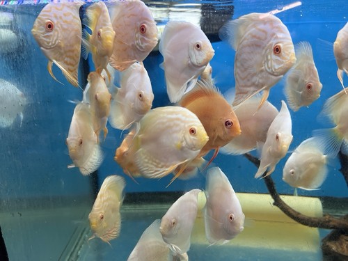 Pack albino discus fish - pack,