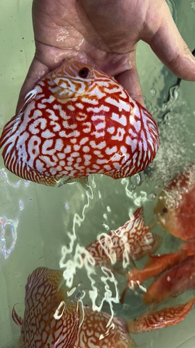 Red checkerboard discus - red,