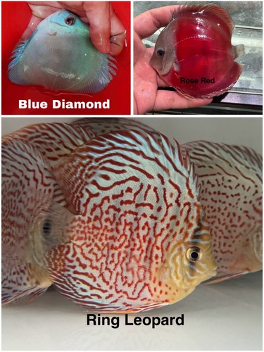 Pack live discus - discus, fish