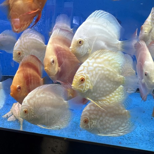 Mix albion discus - red, eyes