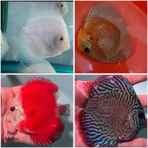 Pack discus to 3 75 - pack, 3.75