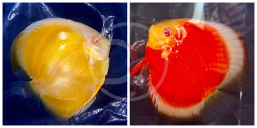 Pack live discus - of, 2