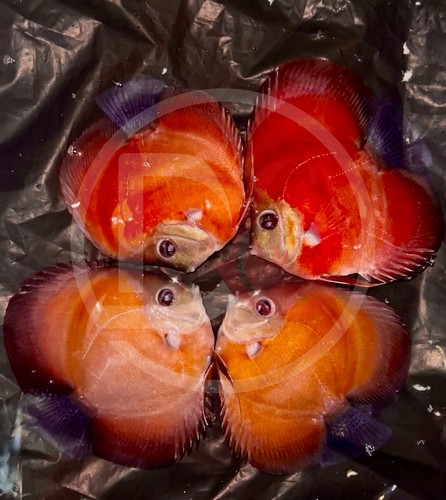 Pack live discus - pack, fish