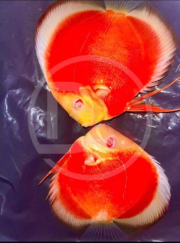 Pack live discus fish - pack, 2