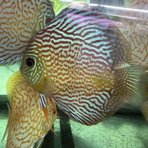 Spotted leopard discus 6 - spotted,