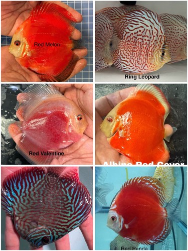 Pack discus fish - pack, 3.75