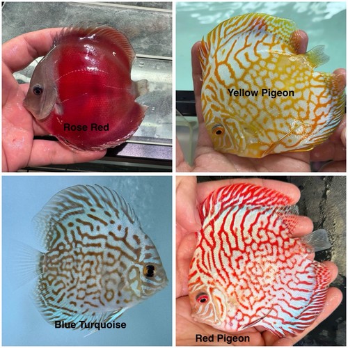 Pack discus fish - pack,