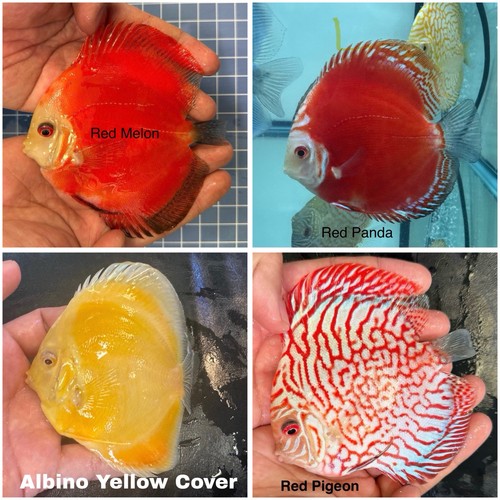 Pack discus fish 3 - 4,