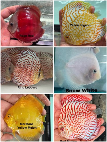 Pack discus fish 3 - pack,