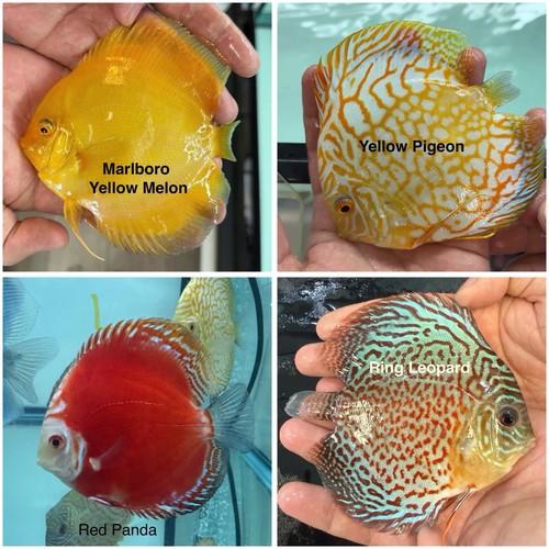 Pack discus fish - pack, of