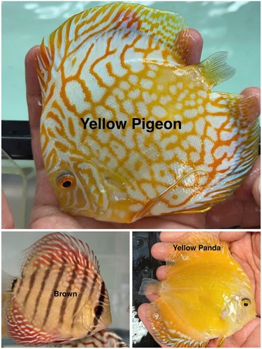 Pack live discus fish - discus,