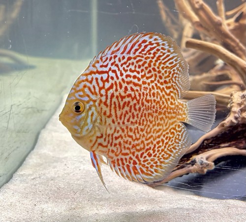 Classic red leopard discus - classic,
