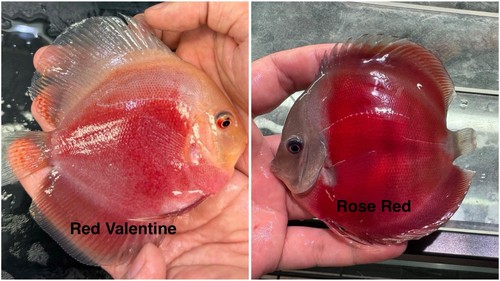 Pack live discus - of, 2