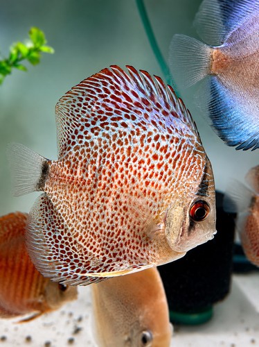 Red leopard discus inch we - leopard,