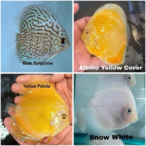 Pack discus fish - of, 4