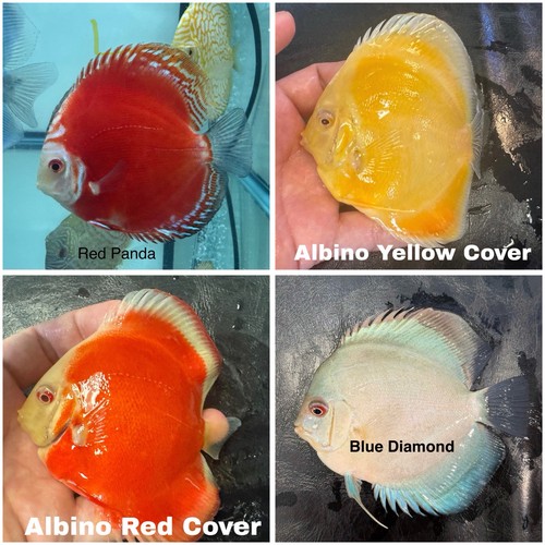 Pack discus fish 3 75 - pack, of