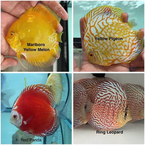 Pack discus fish - pack, 3.75
