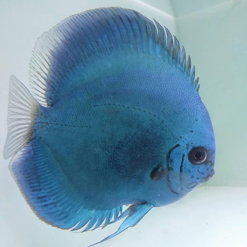 Pack live discus fish - pack,
