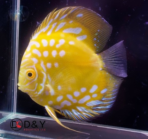 Pack live discus - of,