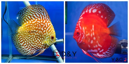 Pack live discus fish - of, 2