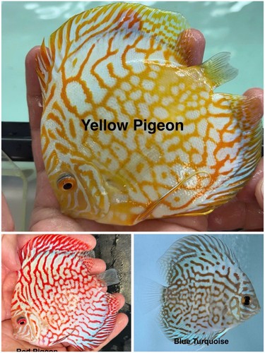 Pack live discus fish - of,