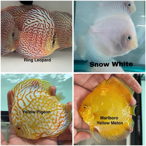 Pack discus fish - pack, 3.75