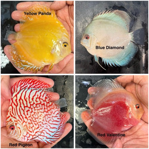 Pack discus fish - of, 3.75