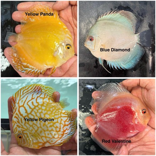 Pack discus fish - pack, of