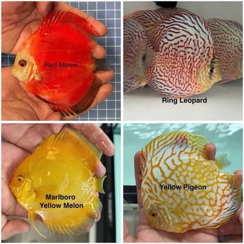 Pack discus fish - of, 3.75
