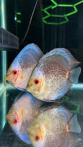 White blue discus 5 - &, |