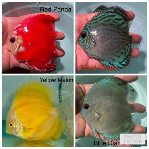 Pack discus fish - of,