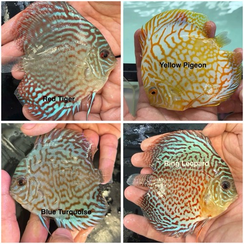 Pack discus fish 3 - of,