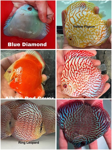 Pack discus fish 75 to - pack,