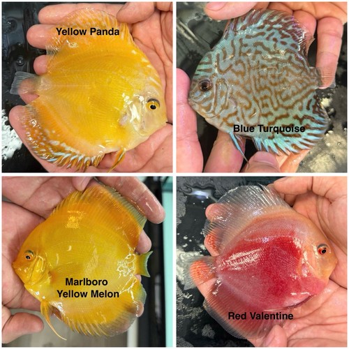 Pack discus fish 3 75 - 4,