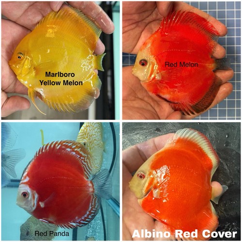 Pack discus fish - pack, of