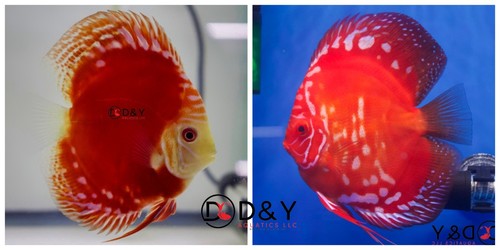 Pack live discus - of, 2
