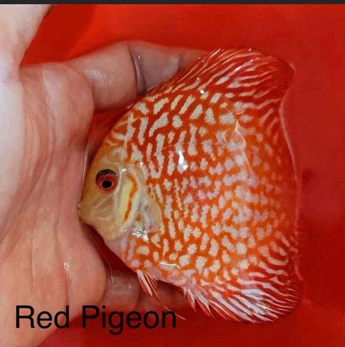 Pack red pigeon - 4, discus