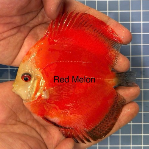Pack red melon discus - of, 4