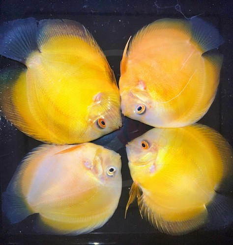Pack live discus fish - fish,