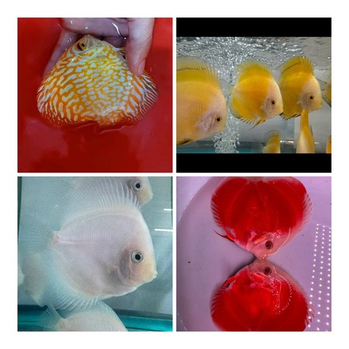 Pack discus fish - pack, 3.75"