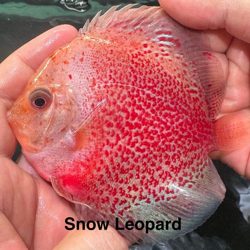 Snow leopard discus - discus, 3.5”