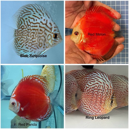 Pack discus fish 3 75 - pack, of