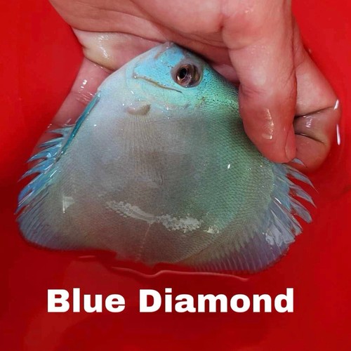 Blue diamond discus fish - diamond,