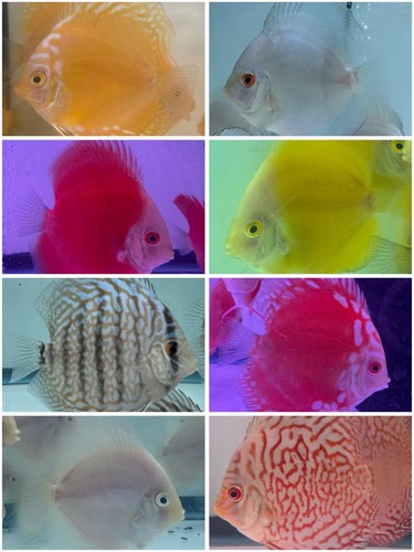 Pack live discus - live,