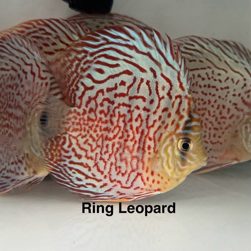 Pack ring leopard discus - ring,