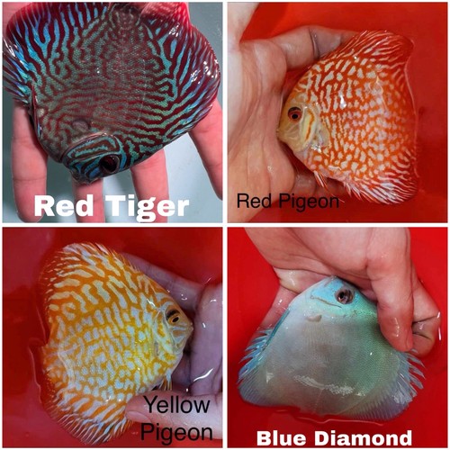 Pack discus fish - pack, of